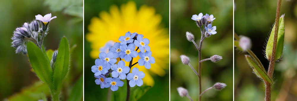 Fiche florale du Myosotis des champs