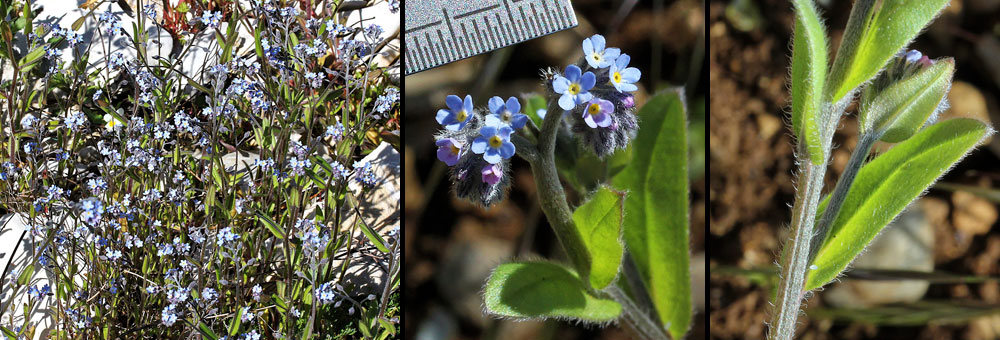 Fiche florale du Myosotis raide