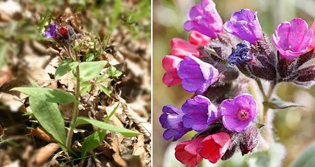 Fiche florale de la Pulmonaire officinale