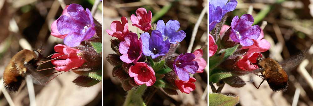 Pulmonaire et Bombyle