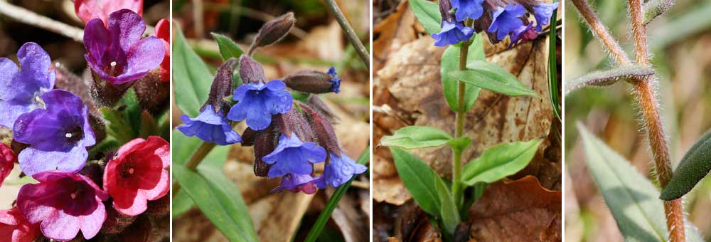 Fiche florale de la Pulmonaire officinale