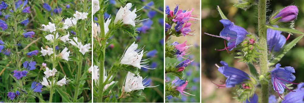 Fiche florale de la Viprine