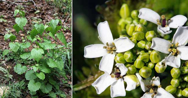 Fiche florale de l'Alliaire oficinale