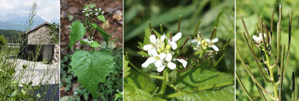 Fiche florale de l'Alliaire oficinale