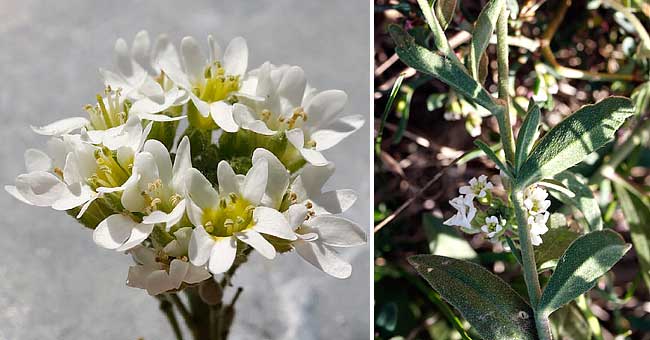 Fiche florale de l'Alysson blanchtre