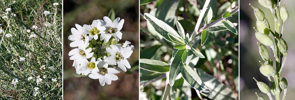 Fiche florale de l'Alysson blnachatre