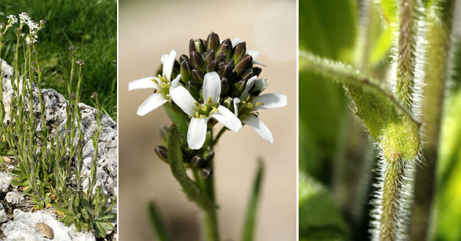 Fiche florale de l'Arabette poilue