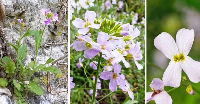 Fiche florale de l'Arabette des sables