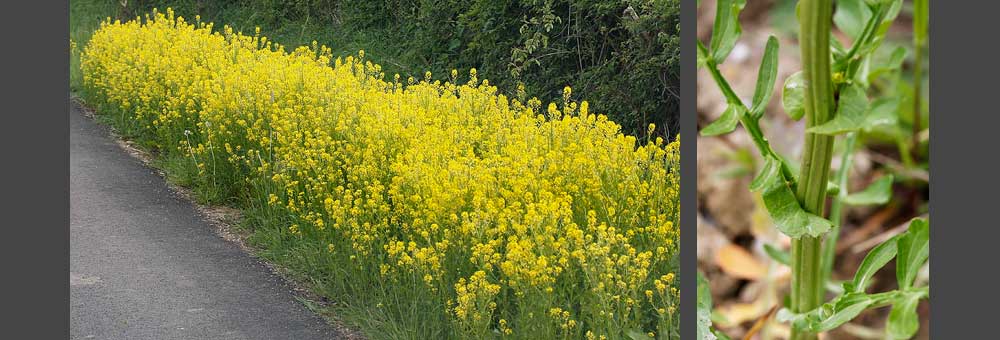 Fiche florale de la Brabare