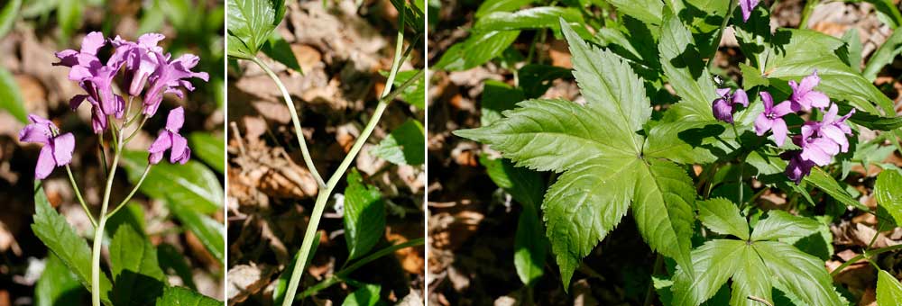 Fiche florale de la Cardamine  5 folioles