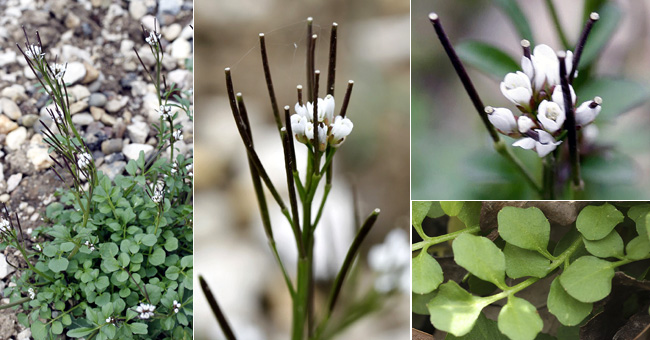 Fiche florale de la Cardamine hirsute