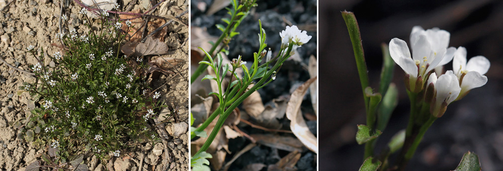 Fiche florale de la cardamine hrisse 