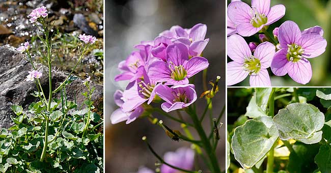 Fiche florale de la Cardamine  larges feuilles