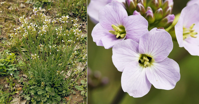 Fiche florale de la Cardamine des prs