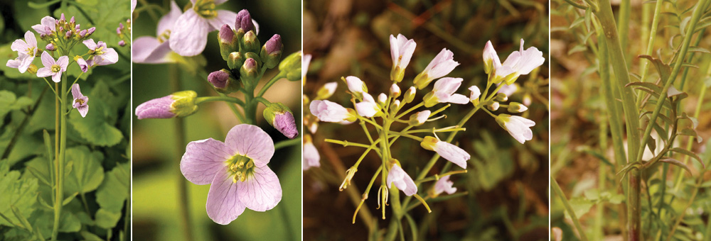 Fiche florale de la Cardamine des prs