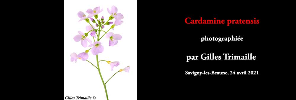 Fiche florale de la Cardamine des prs