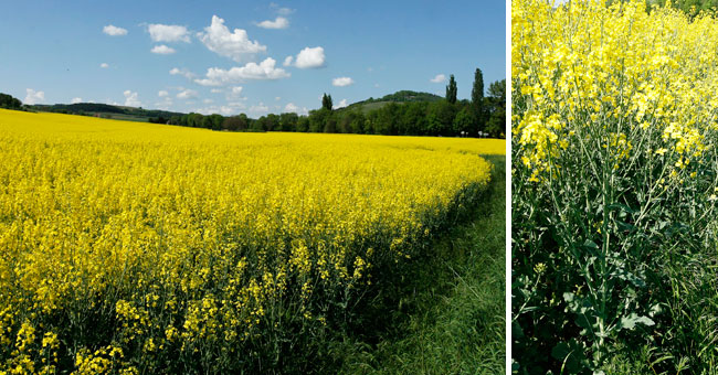 Fiche florale du Colza 