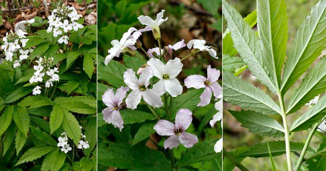 Fiche florale de la DEntaire penn�e