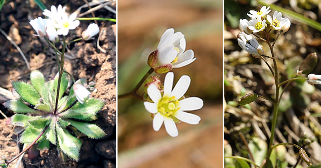 Fiche florale de la Drave printanire