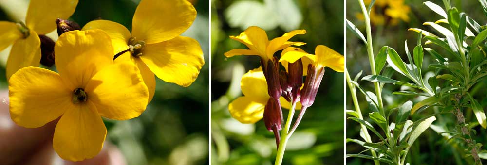 Fiche florale de la Girofle