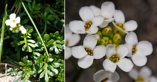 Fiche florale de l'Hutchinsie des Alpes