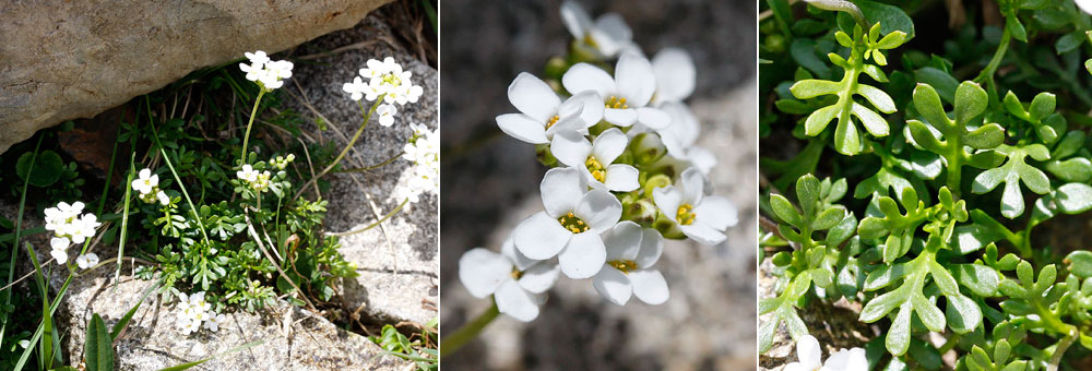 Fiche florale de l'Hutchinsie des Alpes