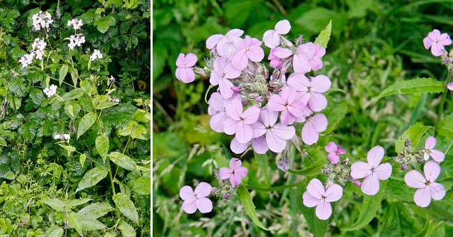 Fiche florale de la Julienne des dames