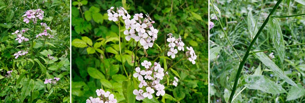 Fiche florale de la Julienne des dames