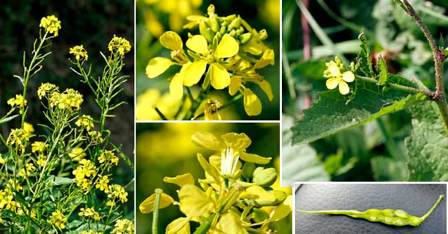 Fiche florale de la Moutarde des champs