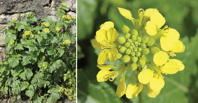 Fiche florale de la Moutarde des champs