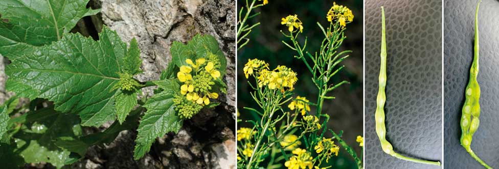 Fiche florale de la Moutarde des champs