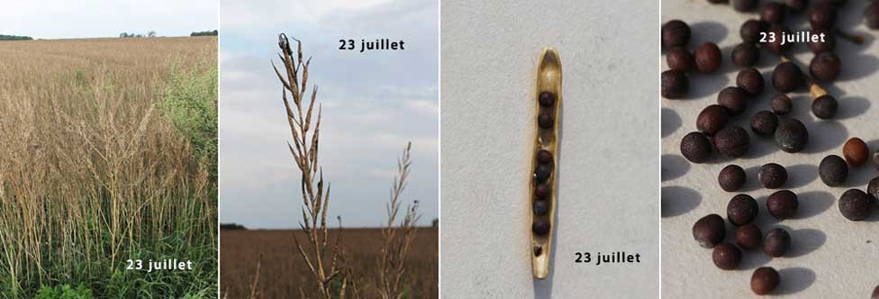 Fiche florale de la moutarda