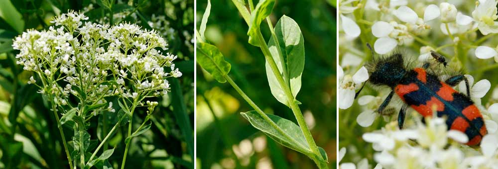 Fiche florale du Passerage drave