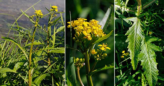 Fiche florale du Rorippe amphibie