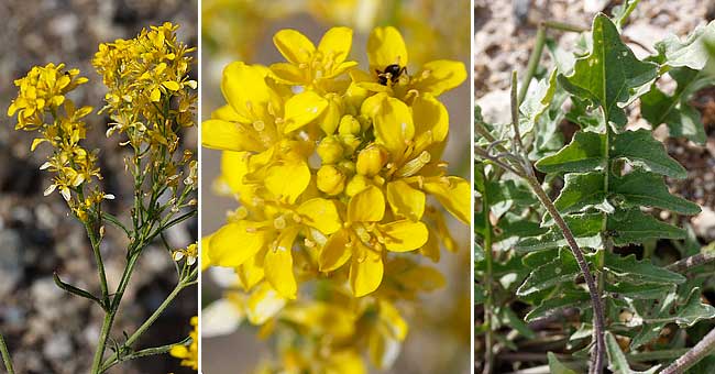 Fiche florale du Sisymbre d'Autriche