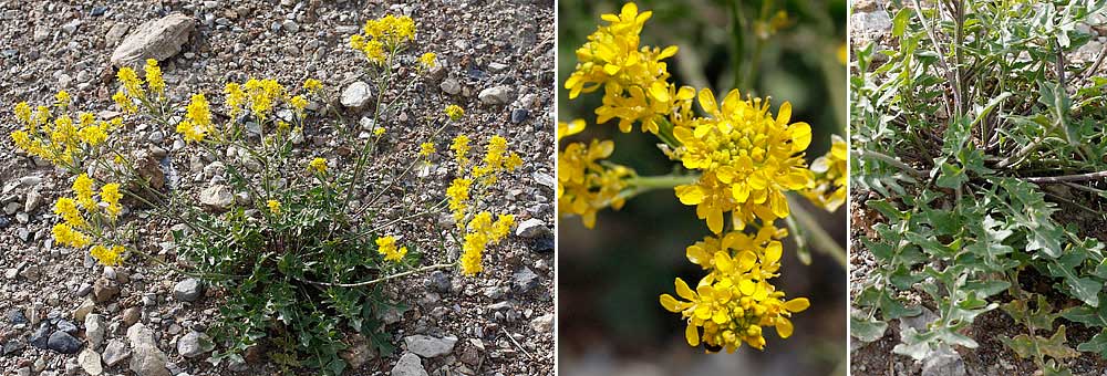 Fiche florale du Sisymbre des Pyrnes