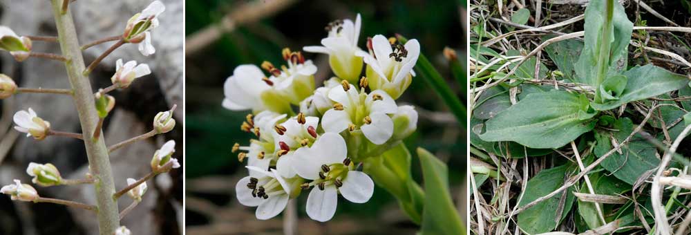 Fiche florale du Tabouret alpestre