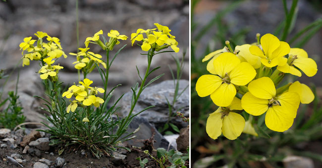 Fiche florale du Vlar sylvestre