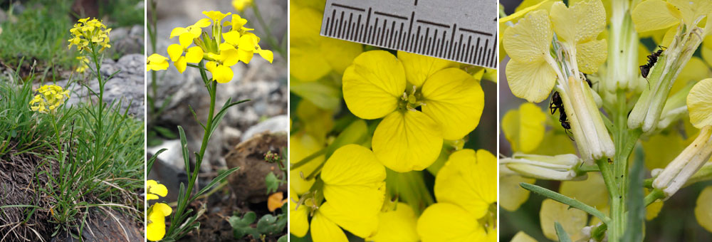 Fiche florale du Vlar sylvestre