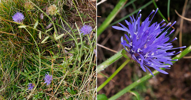 Fiche florale de la Jasione de montagne