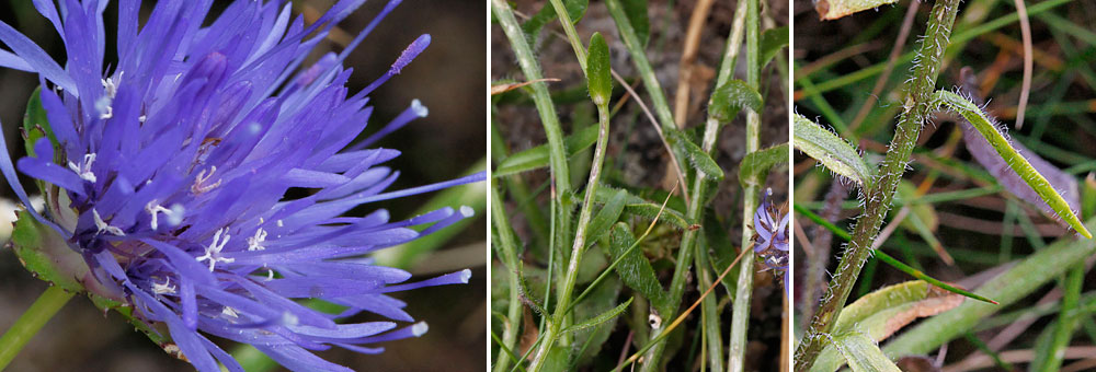 Fiche florale de la Jasione des montagnes