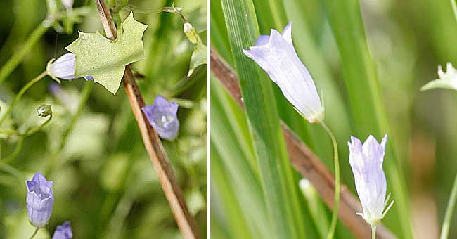 Fiche florale de la Campanille  feuilles de lierre