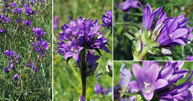 Fiche florale de la Campanule agglomre