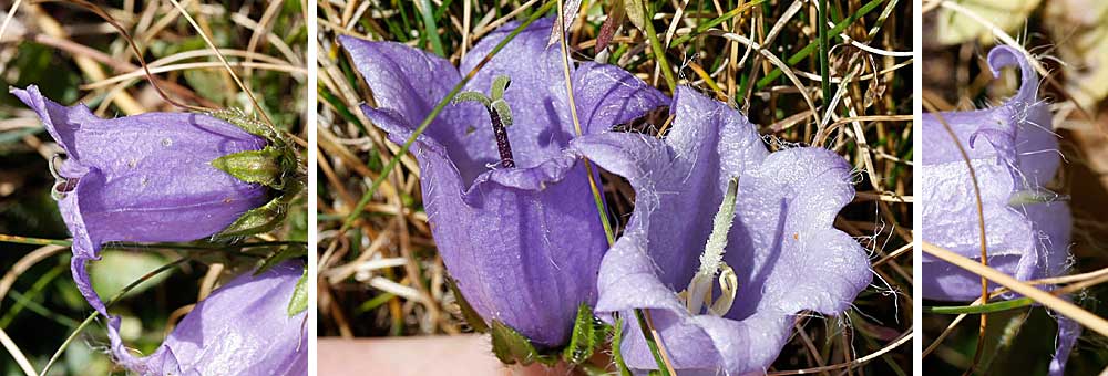 Fiche florale de la Campanule barbue