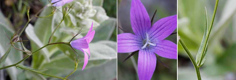 Fiche florale de la Campanule tale