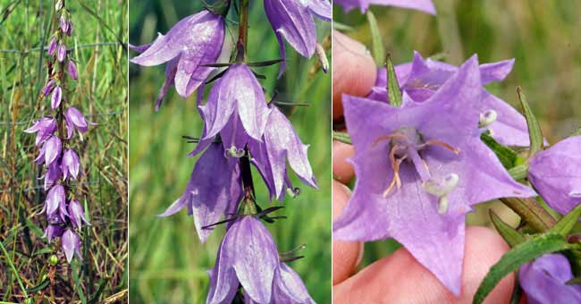 Fiche florale de la Campanule fausse Raiponce