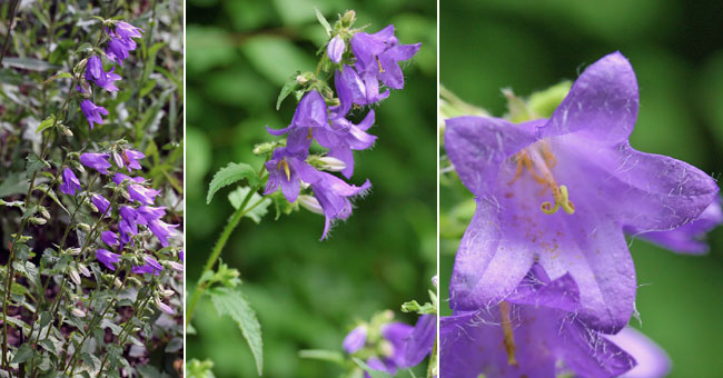 Fiche florale de la Campanule gantele