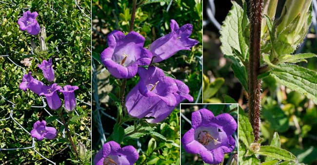 Fiche florale du Carillon