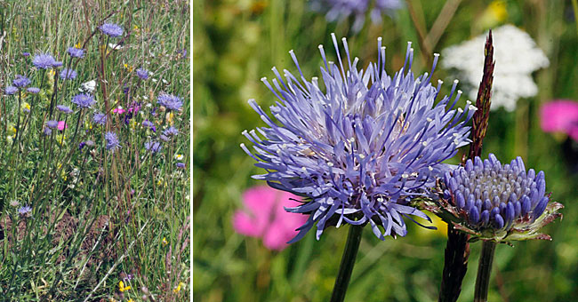 Fiche florale de la Jasione prenne