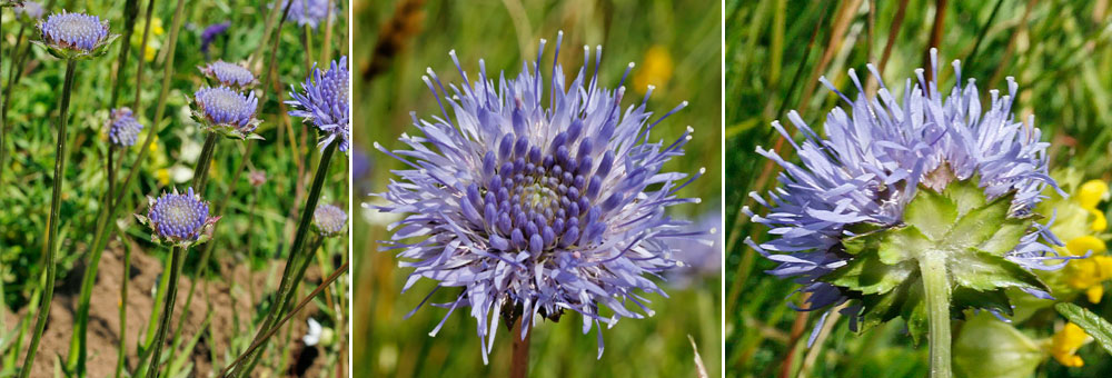 Fiche florale de la Jasione prenne